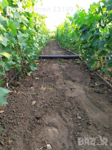 Десертни сортове грозде., снимка 9 - Разсади - 38898244