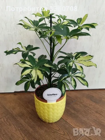 Доставка на цветя в София – florans.eu 🌸🚚, снимка 5 - Стайни растения - 49546698