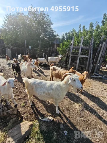 Продавам 8 кози и 4 ярета – обл. Ивайловград, снимка 9 - Кози - 56167809