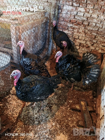 Пуйки порода Артисан , снимка 7 - Кокошки и пуйки - 52616371