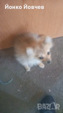 Немски шпиц  , снимка 11 - Немски шпиц - 50529986