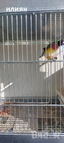 Чифт гулдови амадини 25г., снимка 5 - Амадини - 53473664