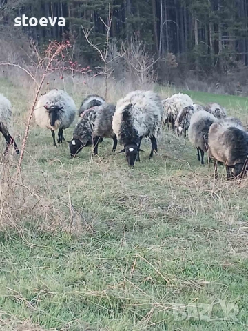 Продавам скопен коч, снимка 2 - Овце - 53850616