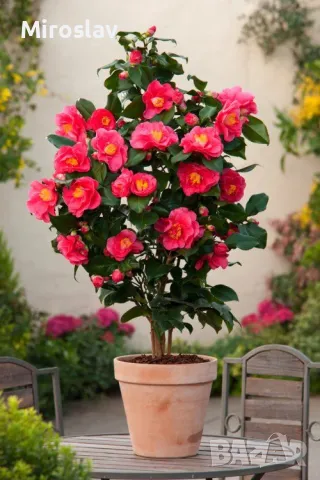 Камелия (Червена), снимка 2 - Градински цветя и растения - 49845770