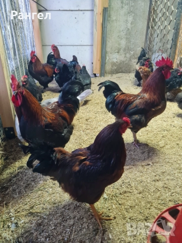 Свободни Петли , снимка 5 - Кокошки и пуйки - 52966253