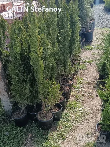 китайска дървовидна  хвойна спартан 