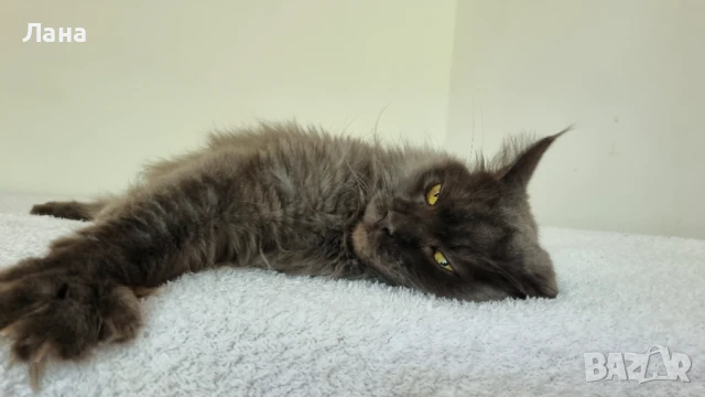 Мейн кун коте, снимка 4 - Мейн кун - 35948872