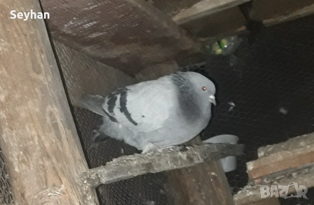 Гълъб мъжки мардини, снимка 2 - Гълъби - 53853063