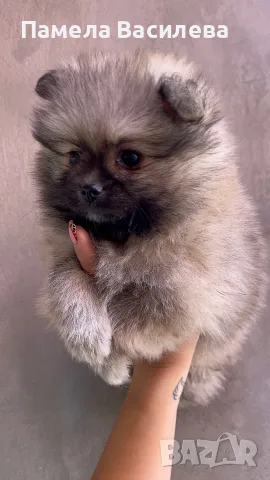 Померан момченце, снимка 3 - Померан - 56375228