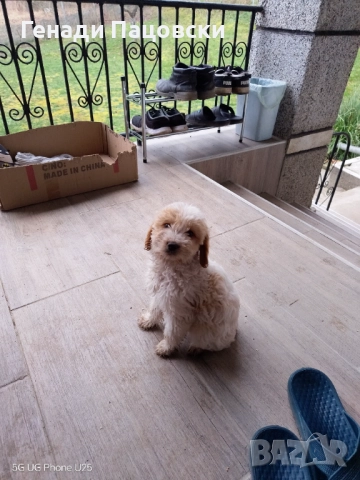 Продавам Лагото Романьоло на три месеца женско