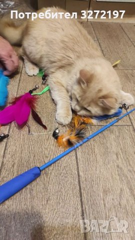 Комплект игра за котки-телескопична въдица + 10 различни сменяеми пера , снимка 14 - За котки - 41189874