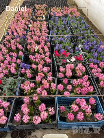 Зюмбюл, снимка 6 - Градински цветя и растения - 53383881