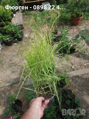 Карекс - Декоративна трева, снимка 15 - Градински цветя и растения - 40887333