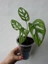 Монстера, monstera monkey, снимка 1