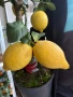 🍋🍋🍋Цитрус Лимон, снимка 1