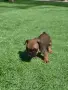 Френски булдог .. , снимка 5