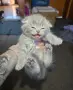 Клепоухи шотландски котета , снимка 3