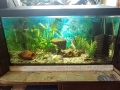 Аквариум , снимка 1