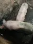 продавам 2 прасета 1 женско 1 мъжко, снимка 4