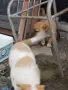 Подарявам малки кученца.. , снимка 3