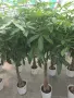 Пахира дървото на парите, снимка 2