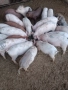 Продавам малки прасенца , снимка 3