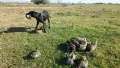 Курцхаари обучени , снимка 1
