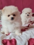 Померан мини мъжко и женско , снимка 4