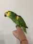 Ръчно хранена Синьочела Амазона, снимка 5