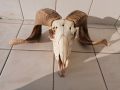 южноафрикански овен , снимка 1 - Декорация за дома - 44684521