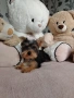 Йоркширски териер, мини, снимка 2