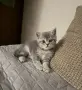 Британска късокосместа котка, снимка 1