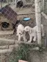 Ларгото кокер за трюфели, снимка 4