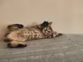 Подарявам 3 малки котета, снимка 10