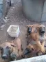 Белгийска овчарка, снимка 3