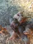 Женско  кученца потхаунт , снимка 1