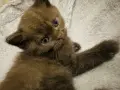  Британско късокосместо момче. шоколадово. British Shorthair Kitten, снимка 2