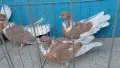 Румънски голошийки, снимка 4