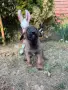 Белгийска Овчарка, снимка 3