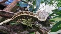 Ресничест бананояден гекон Crested gecko, снимка 2