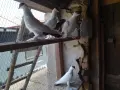 продавам млади гълъби кепета , снимка 7