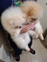 Померан малък шпиц момичета, снимка 8