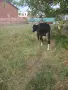 Продавам крава на трето теле, снимка 3