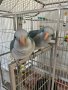 Ръчно хранени папагалчета Монах , снимка 2