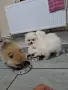померани със ваксина и паспорти, снимка 3