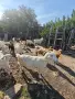 Продавам 8 кози и 4 ярета – обл. Ивайловград, снимка 9