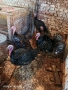 Пуйки порода Артисан , снимка 7