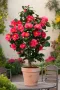 Камелия (Червена), снимка 2