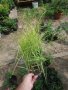 Карекс - Декоративна трева, снимка 15