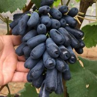 Бутикови сортове грозде, снимка 5 - Разсади - 35306623